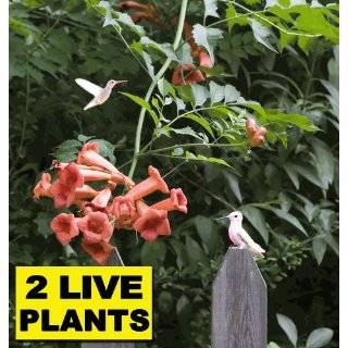   VINE PLANT   Two (2) Live Plants Nectar Attaracts Humming Birds