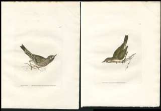 1795 ORIG LEWIN COPPER PLATE BIRD WREN ETC, 2 PRINTS  
