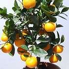 DWARF Citrus Tree Collection Calamondin Orange, Meyer Lemon & Key 