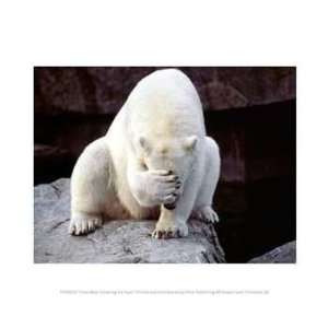  Pivot Publishing   B PPBPVP0429 Polar Bear Covering His 