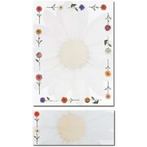  100 Daisies Letterhead Sheets and 100 Matching Daisies 