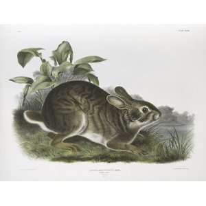     24 x 18 inches   Lepus aquaticus, Swamp Hare. N