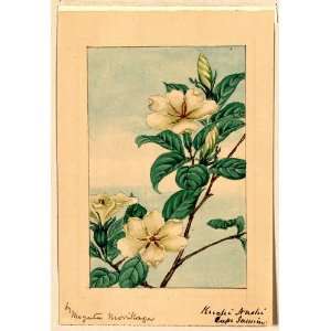  Japanese Print . Kuchi nashi   cape jasmine / by Megata 