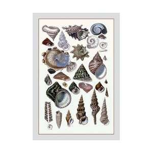  Shells Trachelipoda #3 12x18 Giclee on canvas