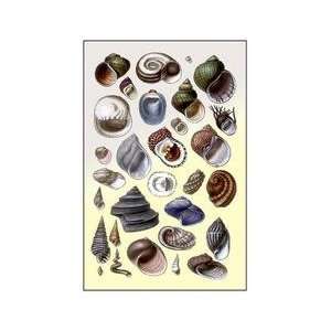  Shells Trachelipoda #2 12x18 Giclee on canvas