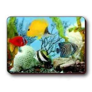 3D Lenticular Magnet   Tropical Fish 
