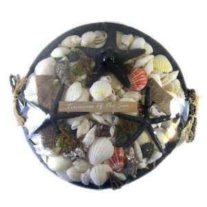  Treasures of the Sea   Sea Shell and Starfish Collection 