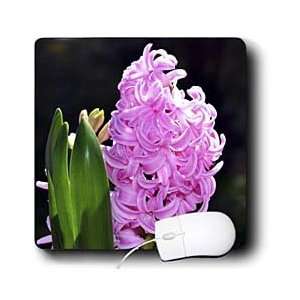   Floral Prints   Spring Hyacinth in Garden   Mouse Pads Electronics
