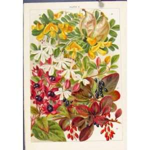   Pyracantha Fruit Antique Print Fine Art Plant