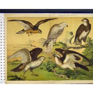  Greenland Falcon Birds Prey 1878 Schubert Nature Colour 