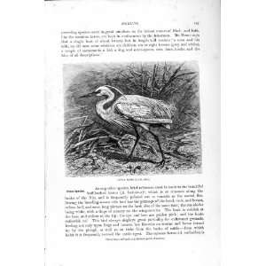  LITTLE EGRET HERON BIRD NATURAL HISTORY 1895 OLD PRINT 