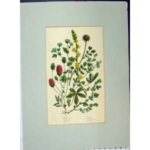   LadyS Mantle Alpine Burnet Plants C1896 Print