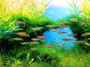 Java Moss 20 x12cm   aquarium plants Crystal Red Shrimp  