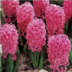    10 Fragrant Pink Pearl Hyacinth Flower Bulbs Patio, Lawn & Garden