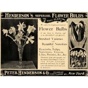   Flower Bulbs Tulips Daffodils   Original Print Ad