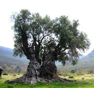 OLIVE TREE (Olea europaea) 10 FRESH SEEDS  