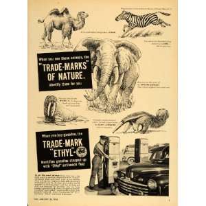   Zebra Elephant Walrus Anteater   Original Print Ad
