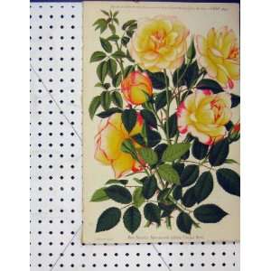  1890 Yellow Rose Noisette Morel Flower Botanical Print 