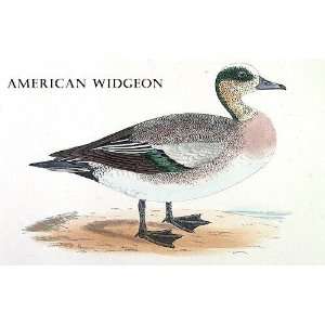  Birds American Wigeon Sheet of 21 Personalised Glossy 