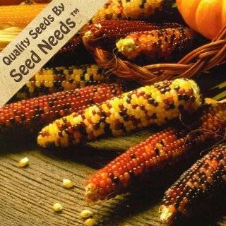   Seeds, Ornamental Corn Indian Mixture (Zea mays) Seeds By Seed Needs