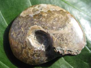   Madagascar AMMONITE FOSSIL Sea Shell Creature Jewelry Dinosaur Age