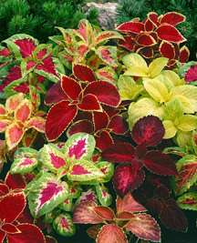 FLOWER SEEDS KING KONG MIX COLEUS  ANNUAL FLOWERS SEED  