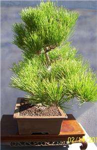 Japanese Black Pine Bonsai, Show tree,   Bonsai Nut is back 