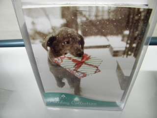 Chocolate Dog Christmas Cards 10 Cards Avanti  