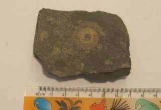 IDD fossils Holzmaden Dac Dactylioceras ammonite WF12  