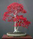 Japanese Maple (Acer Palmatum Atropurpureum) 30 seeds