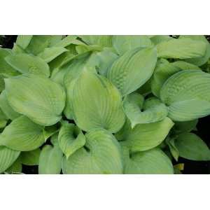  Mister Watson Hosta Patio, Lawn & Garden