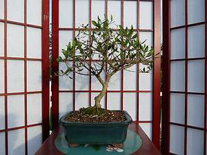 FLORIDA PRIVET BONSAI APROX 5 YEARS OLD 3 ROOTS SPREAD RARE  