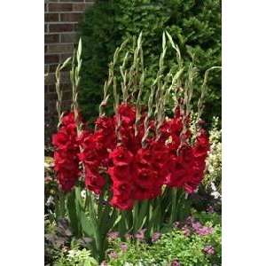  Gladiola Cayenne 14 up cm. 100 pack Patio, Lawn & Garden