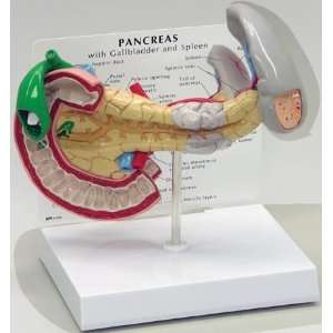 Pancreas Gallbladder Spleen Anatomical Model  Industrial 