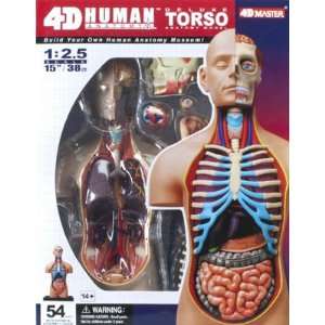   25 Visible Super Dlx Human Torso Anatomy Kit (Science) Toys & Games