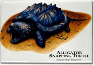 Alligator Snapping Turtle (Macroclemys temmincki) Collectible Art 