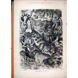  1877 Grey Leopards Jungle Birds Wild Animals Old Print 