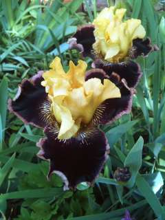   Yellow Tall Bearded TB Iris INDULGENCE Plant Rhizome Perennial  