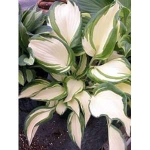  Dancing in the Rain Hosta   Hybrid   Potted   NEW Patio 