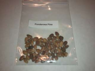 Ponderosa Pine Tree Seeds  