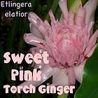 LIVE NEW THAI ~SWEET PINK~ TORCH GINGER 15 Seeds Collectors Etlingera 
