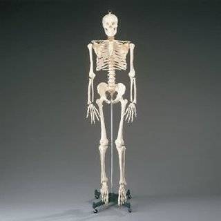  Human Skeleton Model 35 inch High Arts, Crafts & Sewing