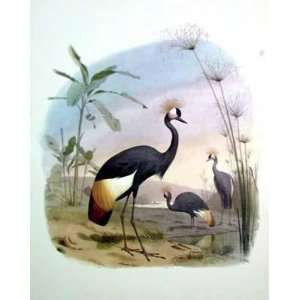  Crowned Crane    Print