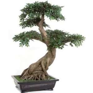   Autograph Foliages W 60280 30 in. Chinese Elm Bonsai