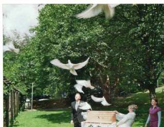 Weiße Tauben zur Hochzeit, Hochzeitstauben fliegen lassen in 