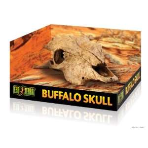  Exo Terra Terrarium Buffalo Skull   Buffalo Skull Pet 