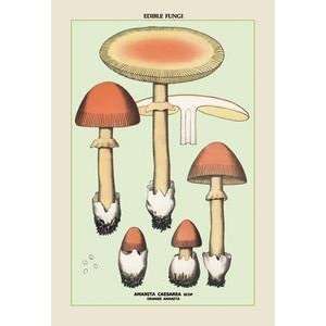  Vintage Art Edible Fungi Orange Amanita   04913 8