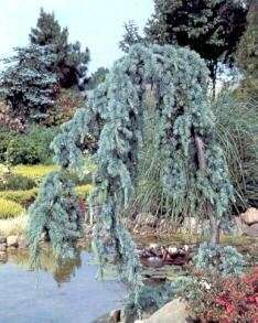 BLAUE HÄNGEZEDER   CEDRUS ATLANTICA GLAUCA PENDULA 200 CM 