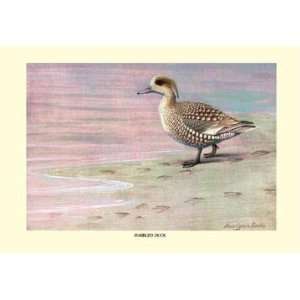  Exclusive By Buyenlarge Marbled Duck 20x30 poster