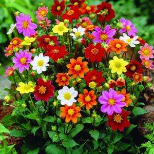 Dahlia Humpty Dumpty Mixed Dormant Bulbs (Pack of 5) 70332 at The Home 